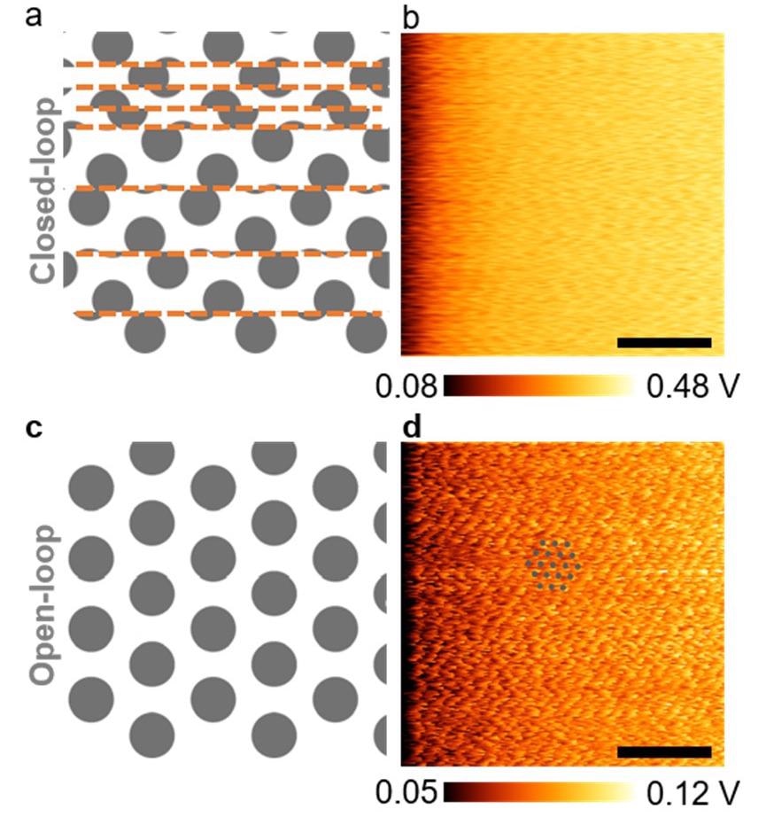 Raw lateral force microscopy (LFM) images obtained with or without engagement of XY closed-loop control in air (adjusted color gamut).  (a) Schematic representation of a scrambled LFM image due to the use of XY closed-loop control.  The orange dashed lines indicate locations where the piezo stage was abruptly repositioned due to XY closed-loop control;  (b) LFM image of a MoS2 monolayer obtained with closed-loop control (calibrated scale bar: 2 nm; scanning frequency: 21 Hz);  (c) schematic illustration of the LFM image of a two-dimensional (2D) network expected in the absence of the XY closed-loop control;  (d) LFM image of a MoS2 monolayer obtained without closed-loop control, which revealed a periodic pattern of the atomic lattice (calibrated scale bar: 2 nm; scan frequency: 21 Hz).  The gray dots are a guide for the eye and correspond to the MoS2 rate network.