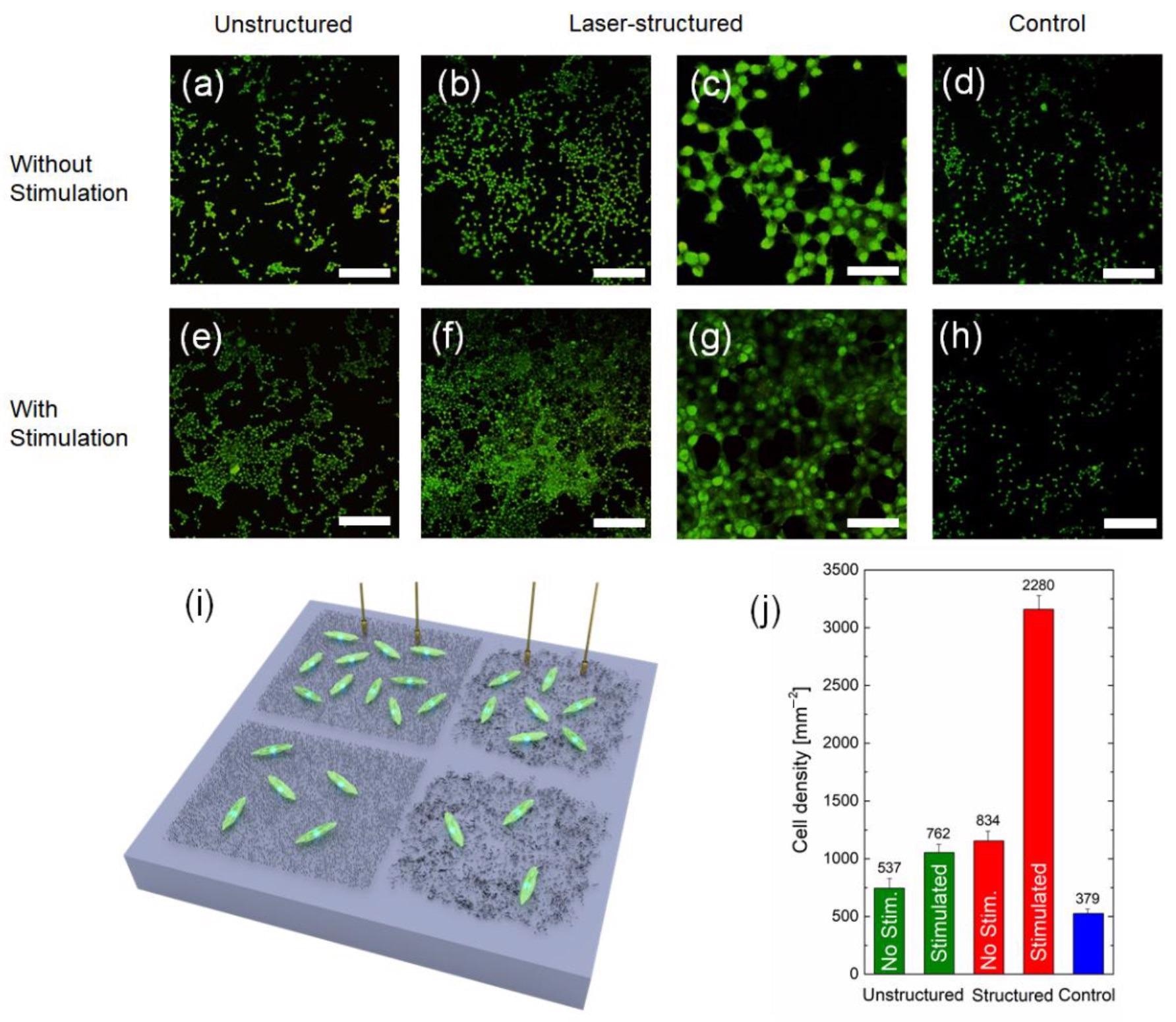 Examples of fluorescence microscope images of fibroblast cell cultures on Si substrates 24 h in vitro with unstructured (a,e) and laser-structured (b,c,f,g) MWCNT arrays with BSA immobilized with (e–g) and without (a–c) electrical stimulation and control samples (d,h). The scale bar for (a,b,d–f,h) is 200 µm, for (c,g) it is 50 µm. Schematic of fibroblasts grown on Si substrates with various conditions used in the experiment (i). The values on the bars in (j) represent the total number of live cells averaged over several areas of size 850 µm × 850 µm (0.7225 mm2). The results from three images on three different samples for each type of the condition were averaged for the statistics; n = 9.