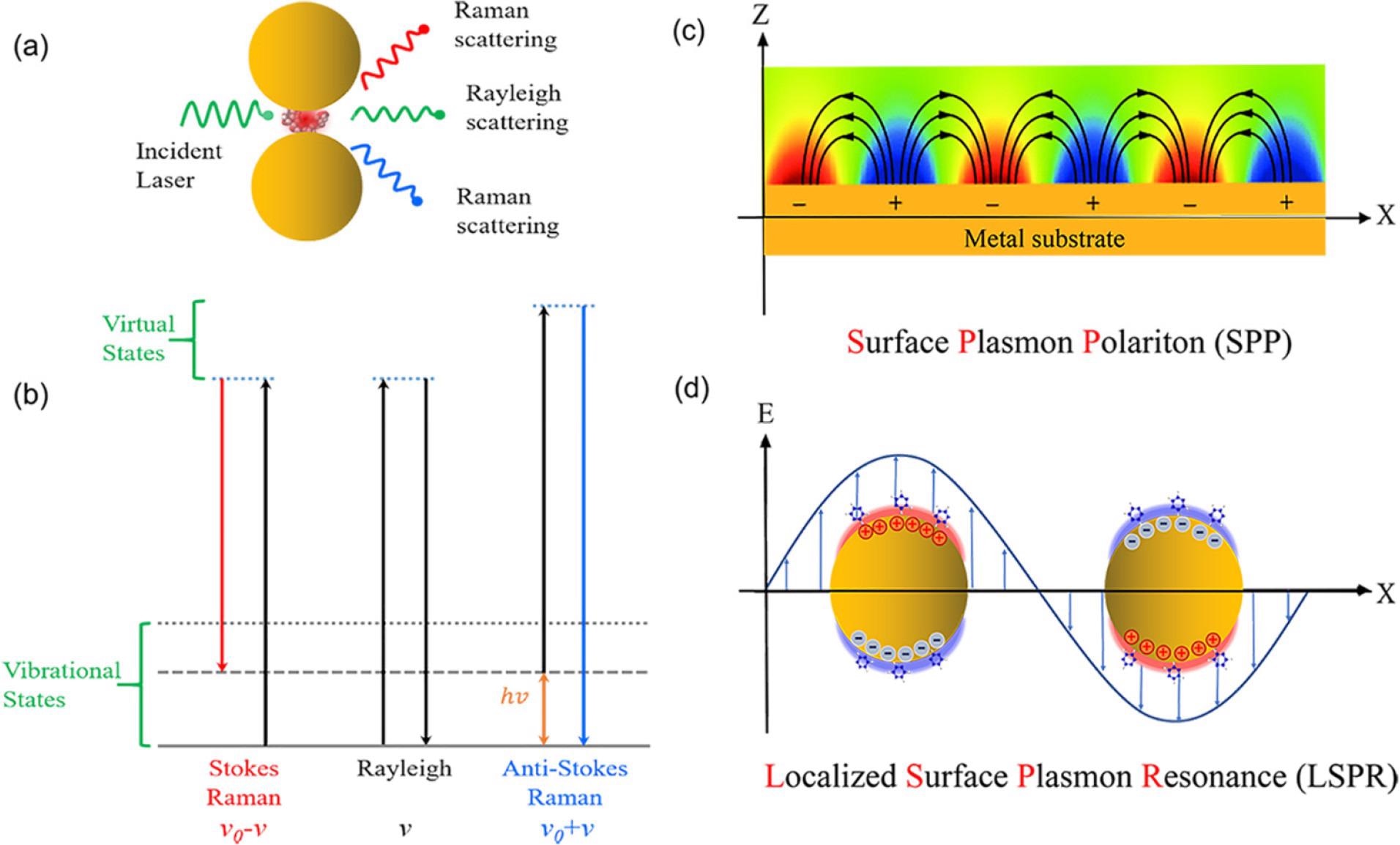 (a) Scheme of Raman and Rayleigh scattering of light by a molecule located between two metallic nanoparticles involving a hot spot. (b) Jablonski diagram representing the quantum energy transitions for Raman and Rayleigh scattering of a molecule. Schematic diagrams illustrating (c) surface plasmon polaritons at the surface of metal thin film and (d) localized surface plasmon resonance at metal nanoparticles.