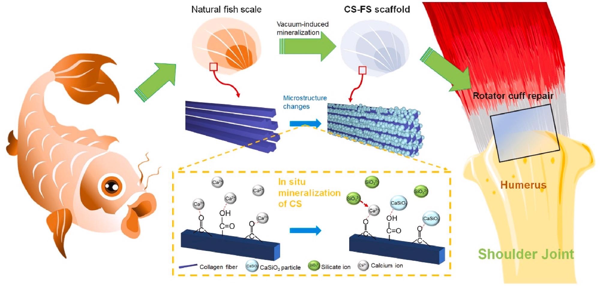 Schematic summarizing work on the fabrication of calcium silicate (CS)-"bioactivated” fish scale scaffold (CS-FS) by vacuum-induced mineralization, for tendon defect repair. In the vacuum-induced mineralization process, Ca2+ ions can engage in coordinating chelation interactions with the carbonyl and carboxyl groups of collagen fibers in fish scale and subsequently combined with SiO32- ions to induce the in situ formation of CS particle. The silicon and calcium ions released from CS-FS contributed to the regeneration of tendon-bone interface and the healing of tendon defect.
