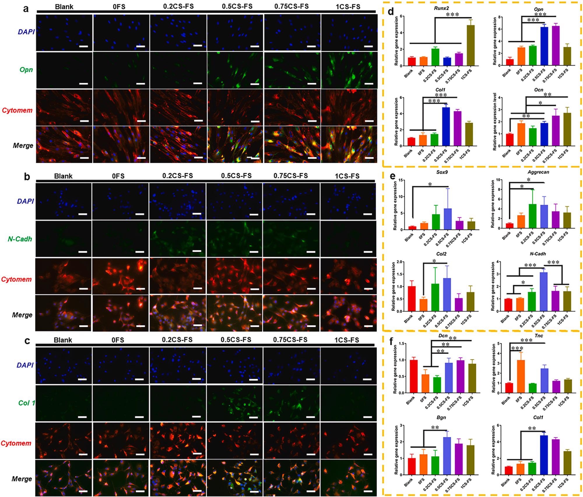 The CLSM images of the specific markers and Q-PCR analysis of specific gene expression for BMSCs, Chondrocytes and TSPCs cultured on CS-FS scaffolds in each group. The CLSM images showed the fluorescence labelled (A) Opn in BMSCs, (B) N-cadh in Chondrocytes and (C) Col 1 in TSPCs. Bar 100 µm (D) Expression of osteogenic differentiation-related genes in BMSCs cultured on each CS-FS scaffold. (E) Expression of chondrocytes phenotype-related genes in Chondrocytes cultured on each CS-FS scaffold. (F) Expression of tenogenic differentiation-related genes in TSPCs cultured on each CS-FS scaffold. CS deposition improved the bioactivity of FS scaffolds which promoted cell differentiation of several tissue cells