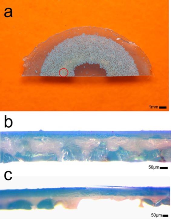 Coating SLS parts using SLA. a) Upper view of a resin-coated powder layer sample b) Profile view of a sliced sample showing resin permeation c) Print region without resin permeation