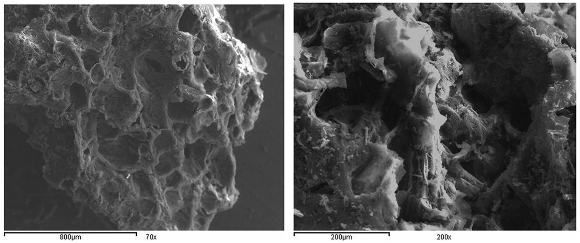 SEM image of SCBAC with 70×, 200× (left) and 1500× (right).  Adapted with permission from Ref. [92].