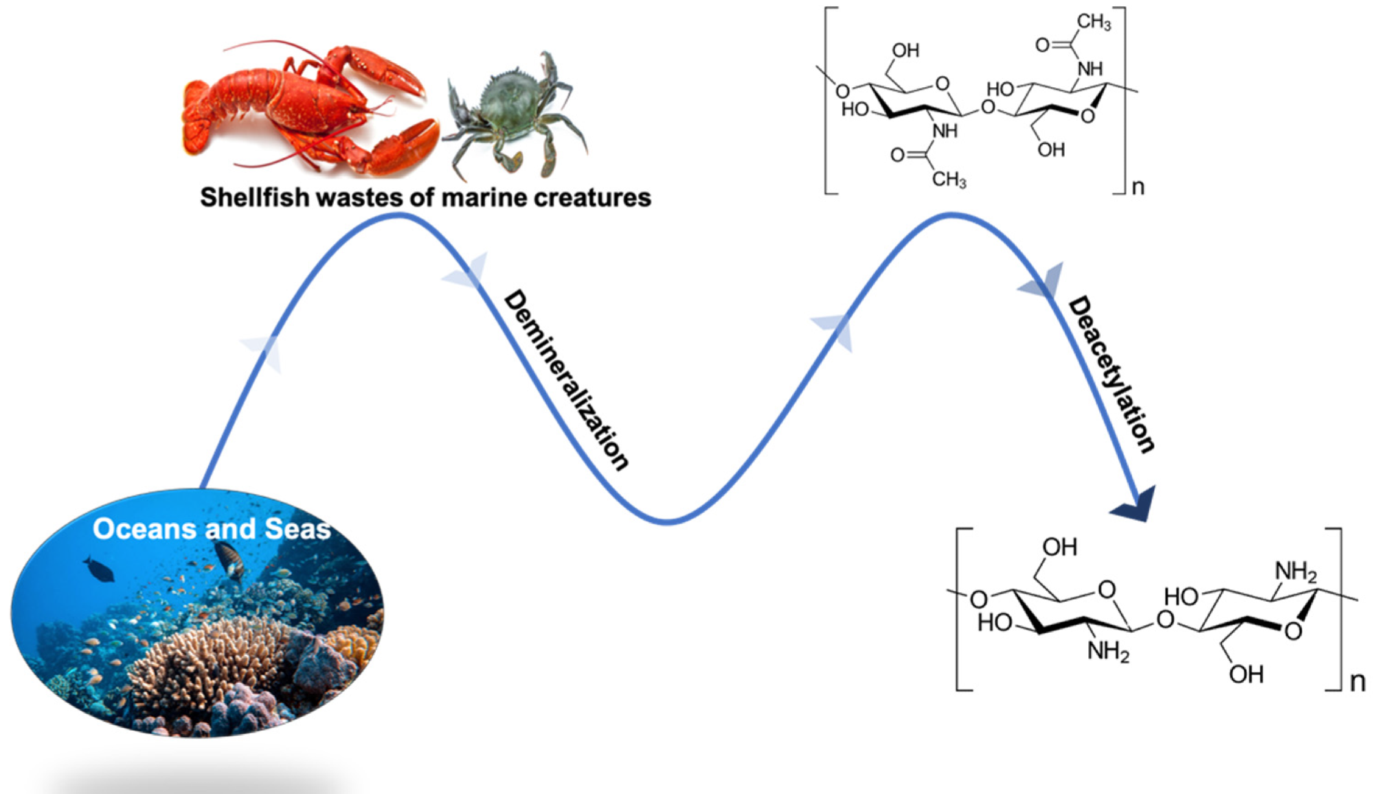 The chitin and chitosan manufacturing process