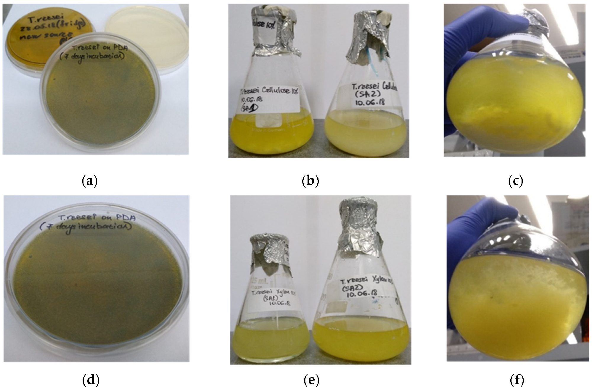 Shake-flask cultivation of T. reesei on cellulose-based (a–c) and xylan-based (d–f) culture media. (a,d)—PDA plates with fungal mycelium after 7 days incubation at 30 °C; (b,c)—biomass production of T. reesei cultured in the growth medium with cellulose added as carbon source, after 14 days incubation at 30 °C; (e,f)—biomass production of T. reesei cultured in the growth medium with xylan added as carbon source system, after 14 days incubation at 30 °C.