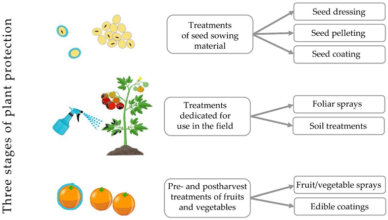Stages and forms of antifungal plant protection applications which can be based on carbohydrate biopolymers.