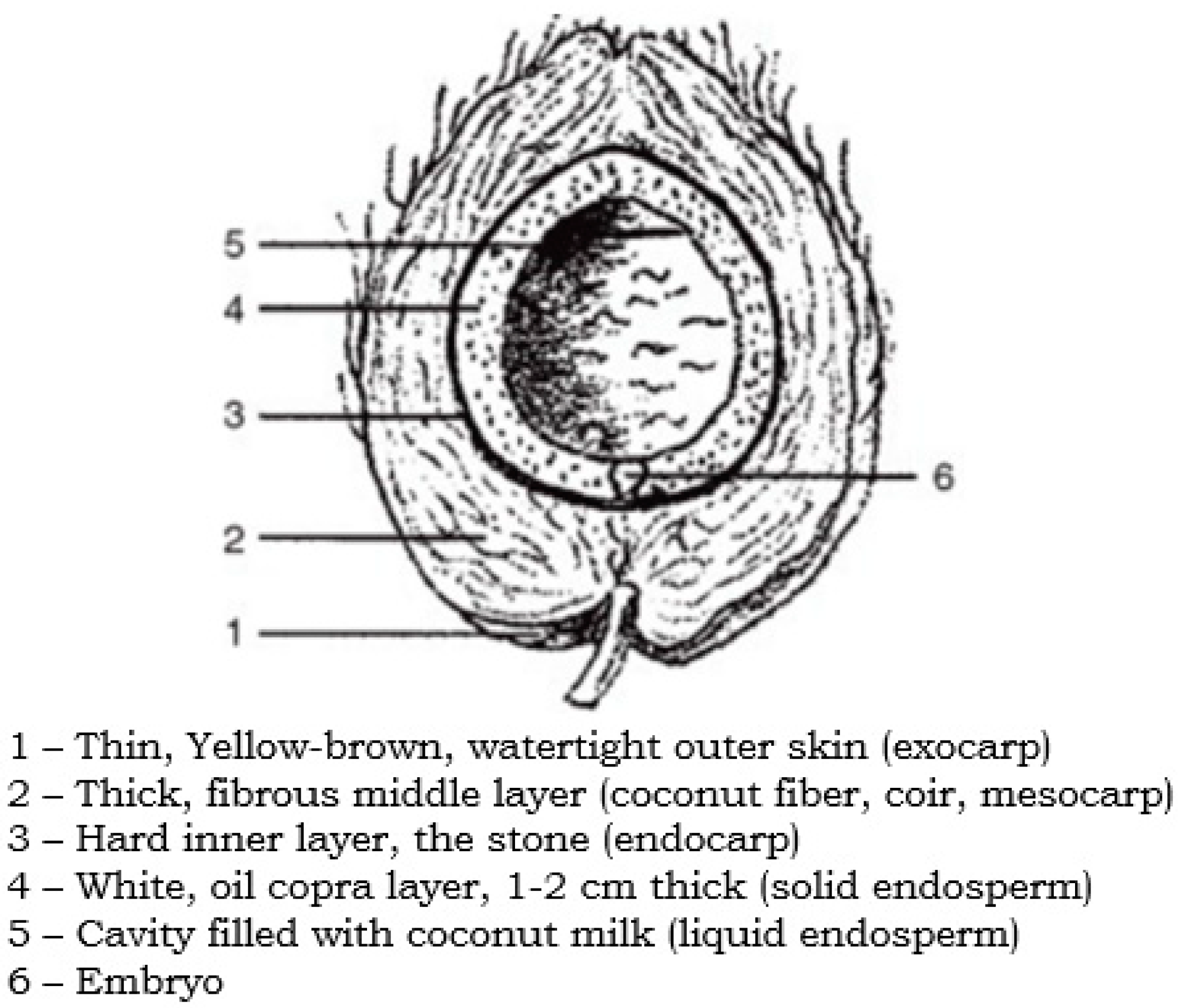 Coconut longitudinal section (adapted from [37]).