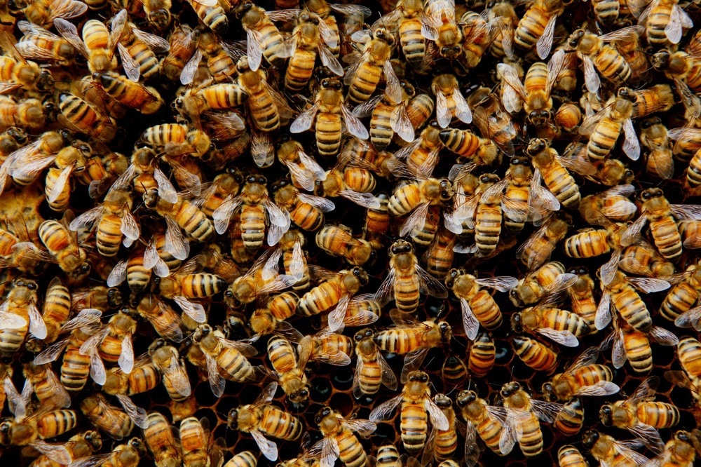 How Can a Bee Colony Algorithm Predict the Life Cycle of Rubber Products?