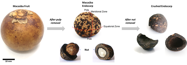 Bio-aggregate: from Macaúba fruit to crushed endocarp