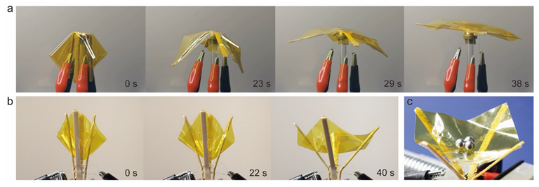 The deployable structure of shape memory PEEK. (a) An experimental simulation of deployed drag sail. (b) A mimetic catcher with deployed joints.