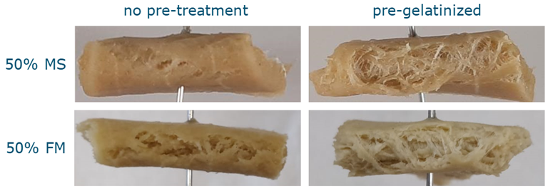 Photographs of the macrostructure after shearing gluten with untreated MS and FM, as well as pre-gelatinized MS and FM in the HTSC. All samples had a dry matter content of 40% (w.b.), with a gluten content of 50% (d.b.). Each sample has a width of approximately 5 cm.
