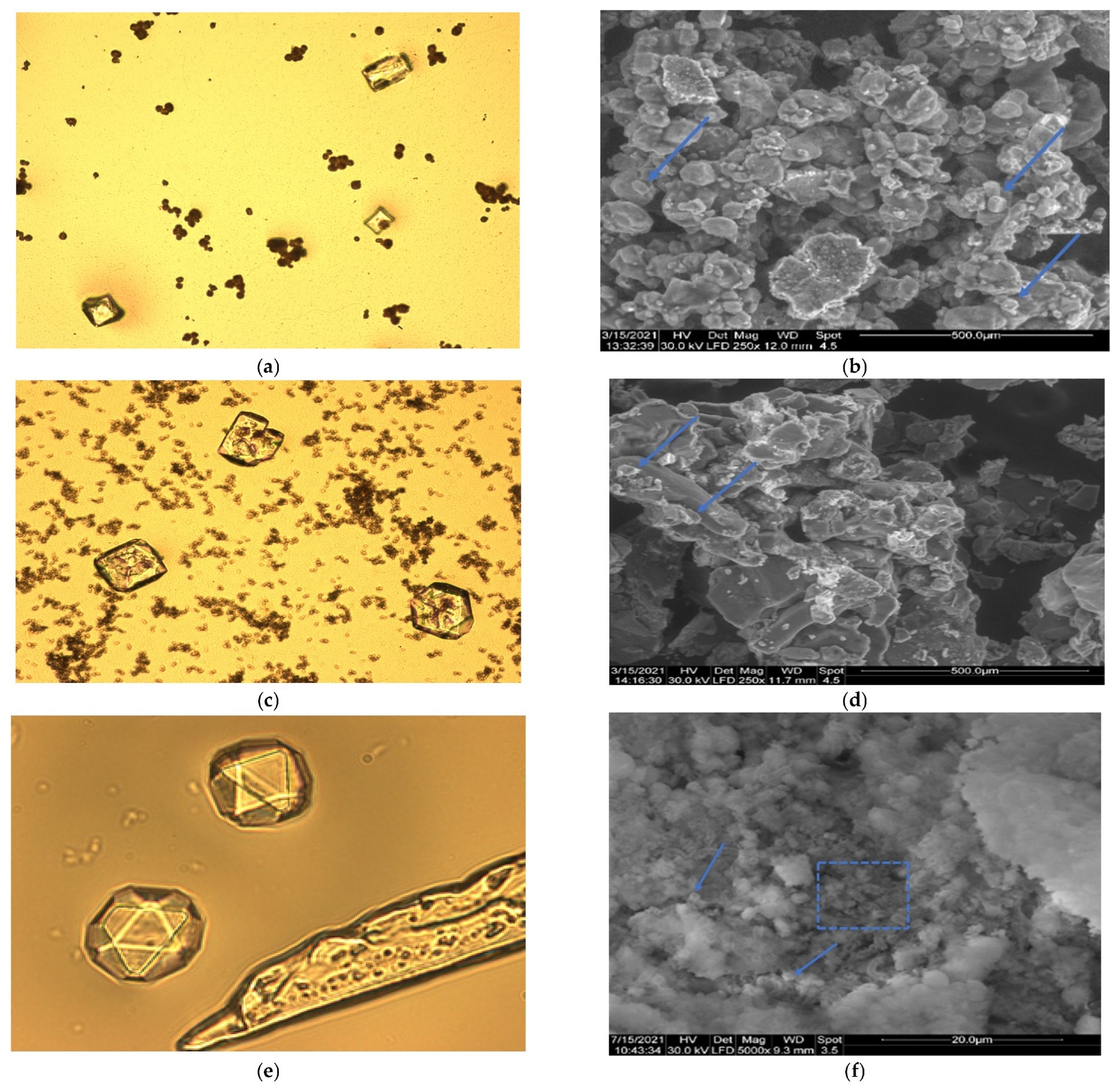 Microscopic investigations of deposits obtained from bacteria cultured on medium with urea and calcium ions. On left, optical microscopy is shown, and on the right, SEM analysis, as: (a) Spores and crystals carbonate from Bacillus amyloliquefaciens (20×); (b) SEM analysis of pellet from Bacillus amyloliquefaciens (250×); (c) Spores and crystals carbonate from Bacillus licheniformis (20×); (d) SEM analysis of pellet from Bacillus licheniformis (250×); (e) Crystals carbonate and germens of crystallization at Bacillus subtilis (100×); (f) SEM analysis of deposit from Bacillus subtilis (5000×). Dotted square-bacterial cells; arrow—calcium carbonate crystals.