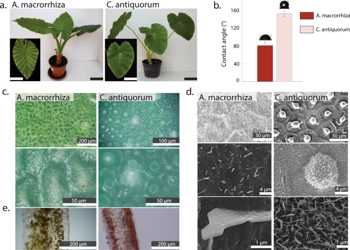 Characteristics of model species A. macrorrhiza and C. antiquorum.