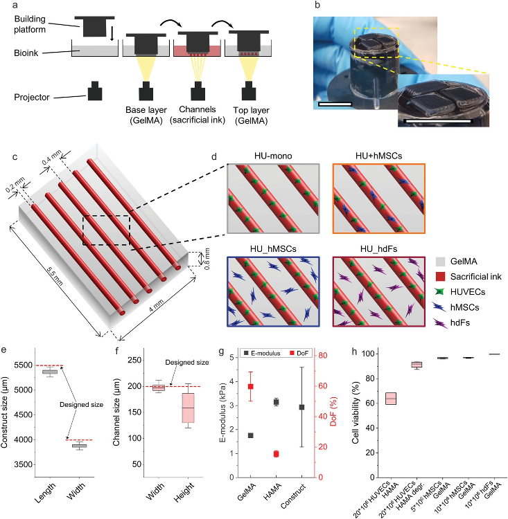 Experimental setup of the 3D-bioprinted vascularized constructs. a) Schematic representation of the printing process with the projection-based stereolithography 3D bioprinting using a multi-material, layer-by-layer printing approach. Hollow channels were generated by enzymatically degrading the sacrificial ink methacrylated hyaluronic acid (HAMA, red) in combination with methacrylated gelatin (GelMA, bulk material, grey). b) Image of constructs after printing on top of the building platform. Scale bars: 10 mm. c) Model of the designed construct with five parallel channels (realized by the printing of sacrificial ink, red) surrounded by a hydrogel (GelMA, grey). d) Illustration of the different investigated cellular arrangements. Printing fidelity of the stereolithographic 3D bioprinter was determined by comparing e) the measured printed hydrogel construct size in length and width and f) the measured channel size in width and height to the designed size in the CAD model (dashed red line, n = 11). g) Both bioink materials and the printed construct properties were characterized by their Young