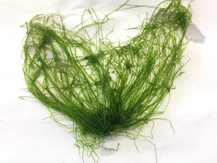 GERMI Develop Biodegradable Paper Supercapacitor from Seaweed