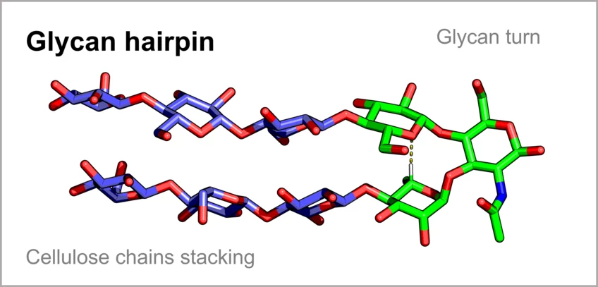 Two linear cellulose rods (in blue) have been connected to a rigid glycan turn (in green), resulting in a shape that does not exist in nature, a glycan hairpin.