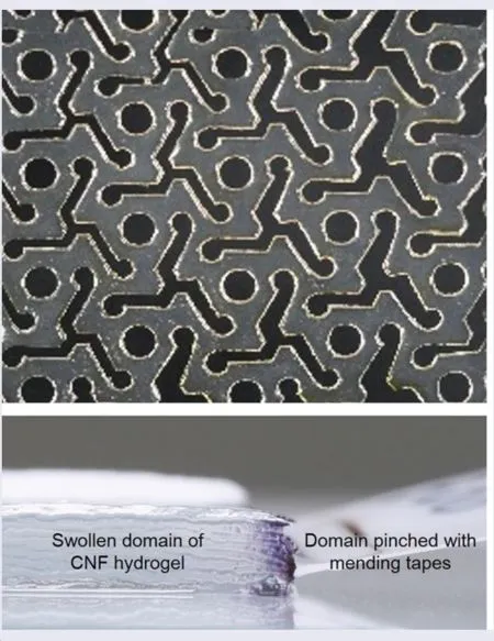 Kirigami Hydrogels Rise From Cellulose Film