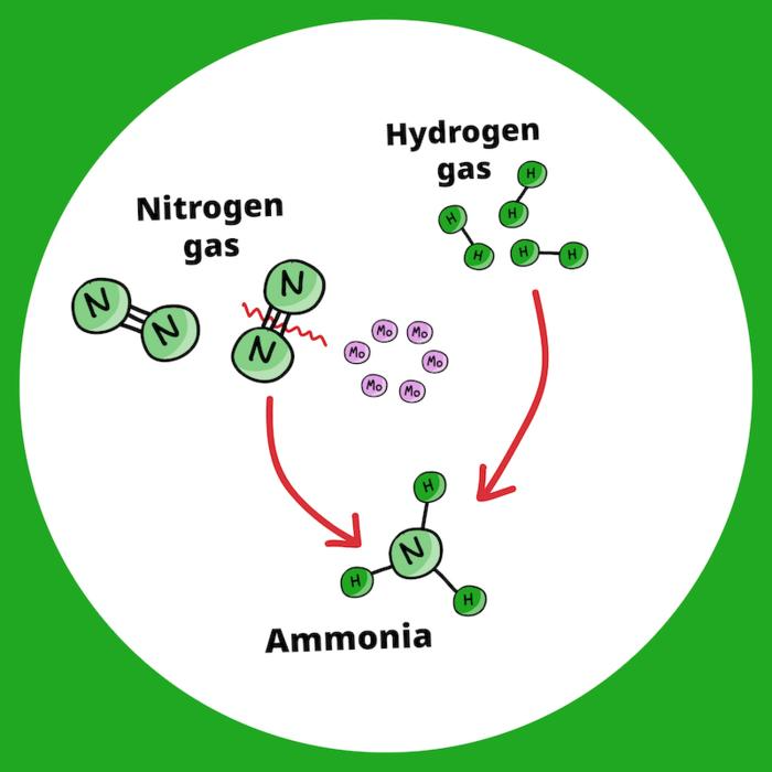 A Greener Way of Producing Ammonia