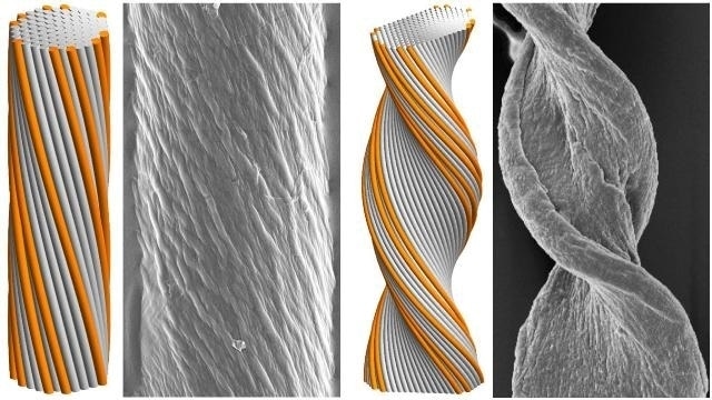 Researchers Identify Factors that Govern Final Morphology of Self-Assembling Chiral Filament Bundles