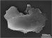 Nanodiamonds Provide Evidence of Cosmic Impact