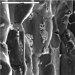 Free Technical Presentation on Electron Microscopy and Microanalysis