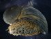 Sea Snails to Inspire Better Armor for Soldiers