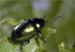 Beetle Study Could Help Develop Synthetic Adhesives