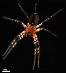 An Incisive  Materials Science and Design Solution: the Spider's Venomous Fang