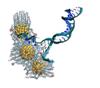 Researchers Unravel DNA Using Gold Nanoparticles