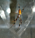 Scientists Characterize Spider Silk Using Non–Invasive Laser Light Scattering Technique