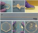 Biocompatible, Shape Memory Hydrogels Hold Potential for Biomedical Applications