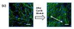 Novel Method Strongly Adheres Hydrogels to Hydrophobic Silicone Substrates