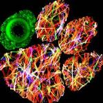 Clemson to Host ‘Biomaterials-What’s Next’ Symposium
