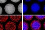 Magnetic Fluorescent Nanoparticles Probe Biological Functions Within Cells