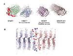 Self-Assembling Amyloid Fibers from Smaller Proteins for Nanotechnology Applications