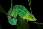 Study Reveals How Chameleons Control Nanocrystals to Change Color