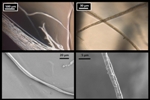Synthetic Spider Silk-Like Material Holds Promise in Biomedicals