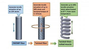 New Two-Way Shape Memory Polymer Fiber Improves Tensile Actuation Abilities of Coiled Muscle Fibers