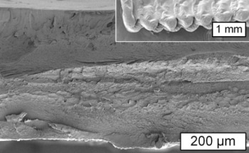 Researchers Achieve Breakthrough in Using Cellulose for 3D Printing