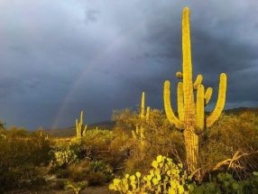 Cactus-Inspired New Material Can Absorb and Retain Large Amounts of Water