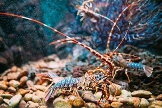 Study Reveals Soft Membrane Underneath Lobster’s Belly Appears to be Remarkably Tough