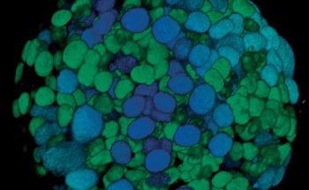 Olympus Announces First Organoid Conference to Support Stem Cell Research