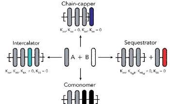 Researcher Investigates How Length of Supramolecular Polymers Change