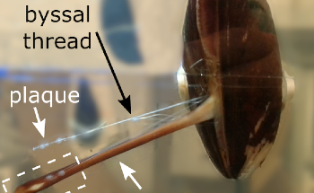 Researchers Study Blue Mussels to Develop Adhesives Suitable for Wet Conditions