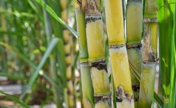 Ultrasound Used for Metals and Nonmetals Removals from Sugarcane Straw