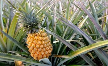 How does Pineapple Fiber Enhance Granitic Soil?