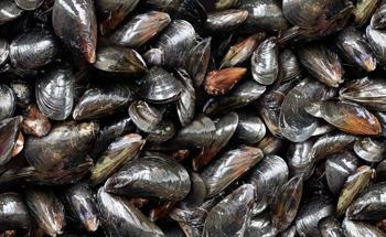 Scientists Utilize Monomers Inspired by Mussels
