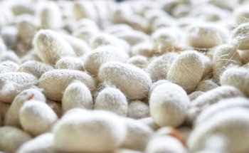 How is Material from Silkworm Cocoons Used in Biomedicine?