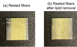 Study Analyzes Cell Adhesion Behaviors on Spider Silk Fibers