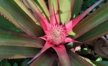 How Can Pineapple Leaf Fibers be Used in Polymer Composites?